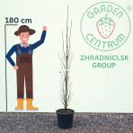 Ginko dvojlaločné (Ginkgo biloba) ´OBELISK´ – výška 190-210 cm, kont. C25L 